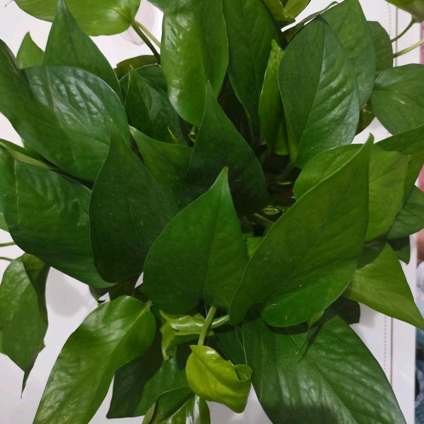 平平安安（拒绝私聊）