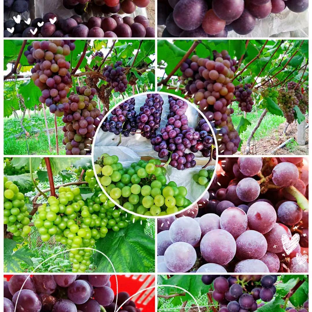 十六都甜鑫葡萄园