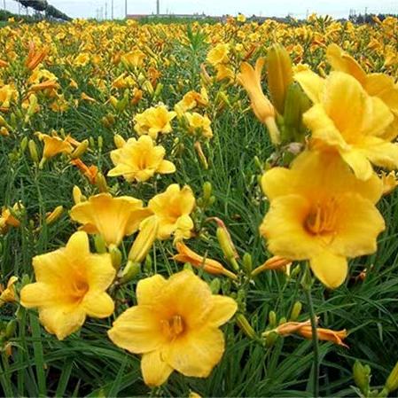 定州市奥翔苗木种植有限公司