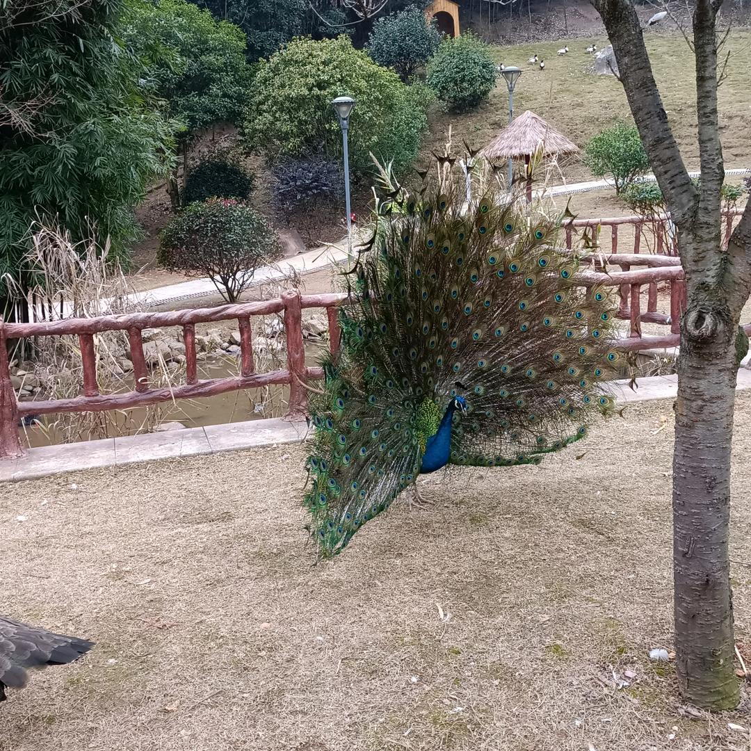 经典老歌音乐汇