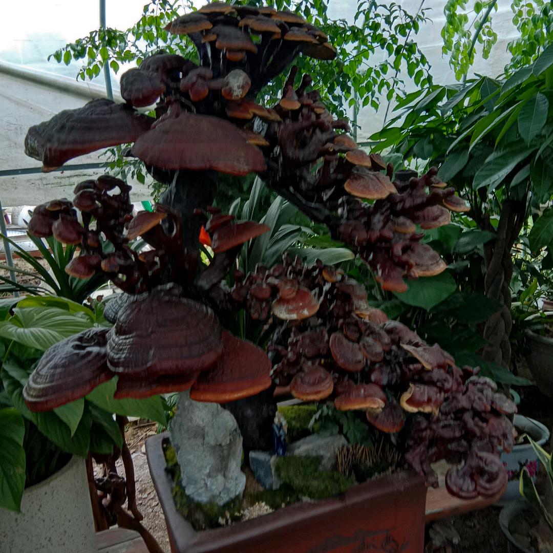 心想事成（贴砖师傅）