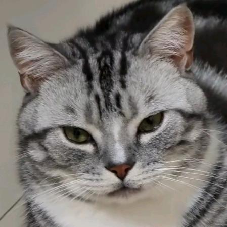 栋