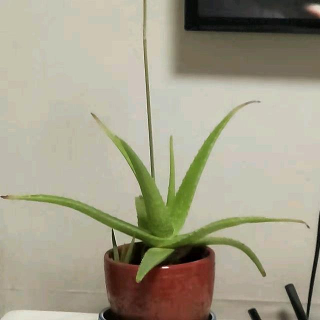 🦋晚钟梵蒂冈头像