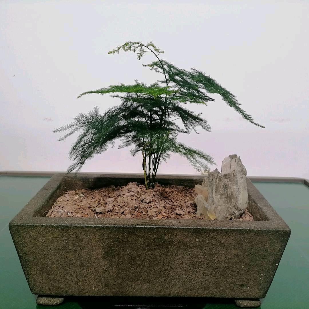 逗哆哆