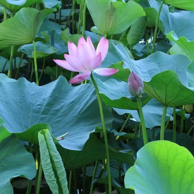 夏日清荷
