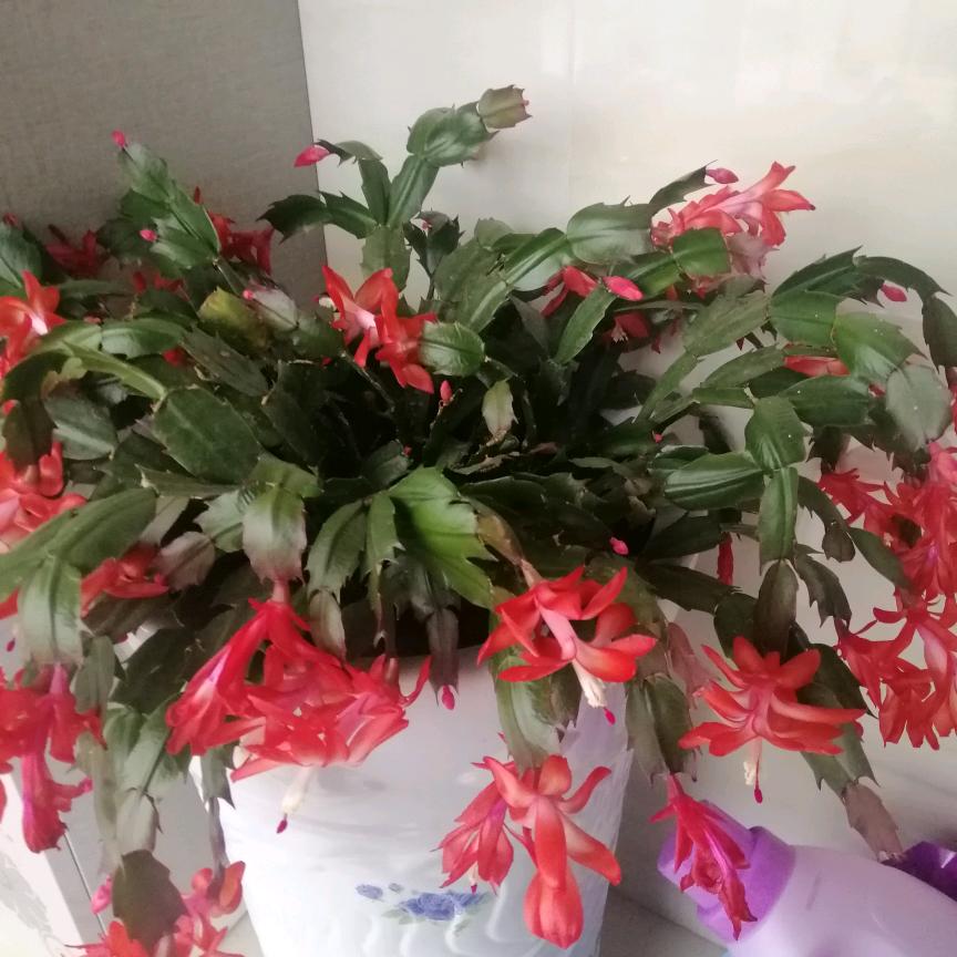小玉米