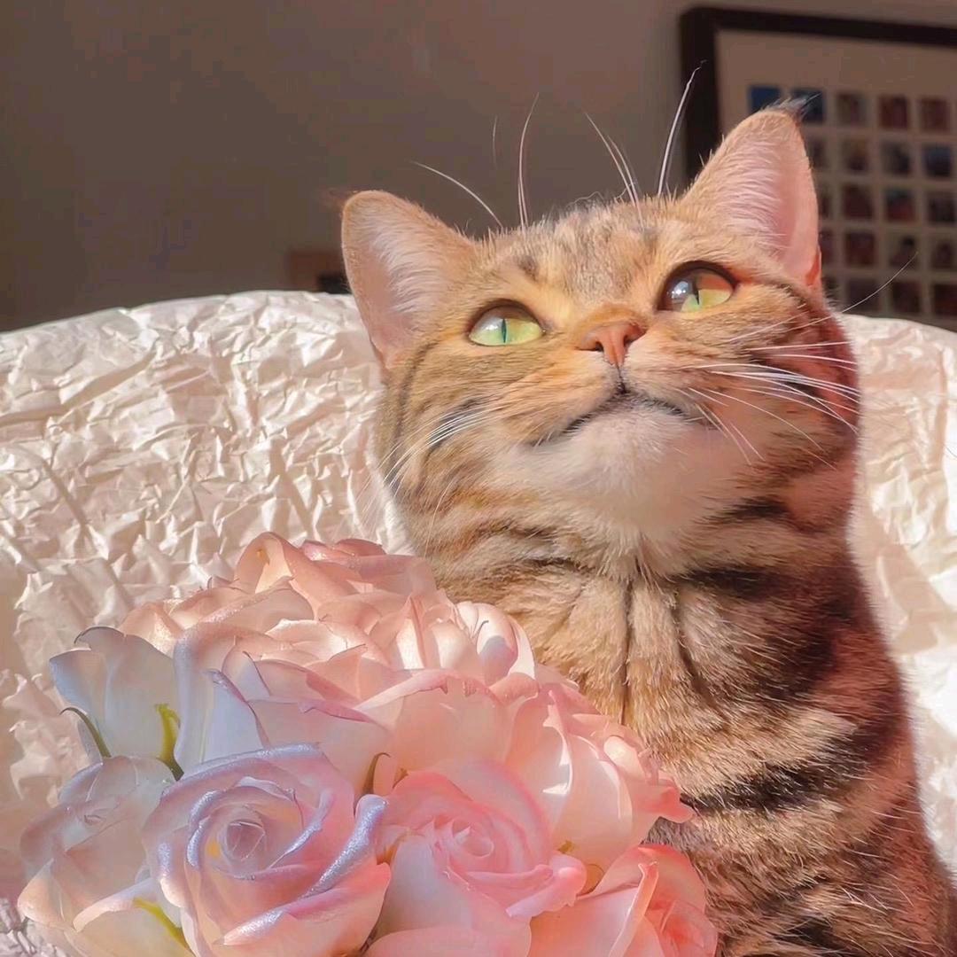 古德猫柠🍋