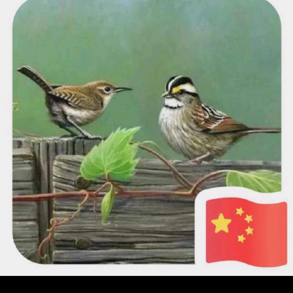 有剌的玫瑰花