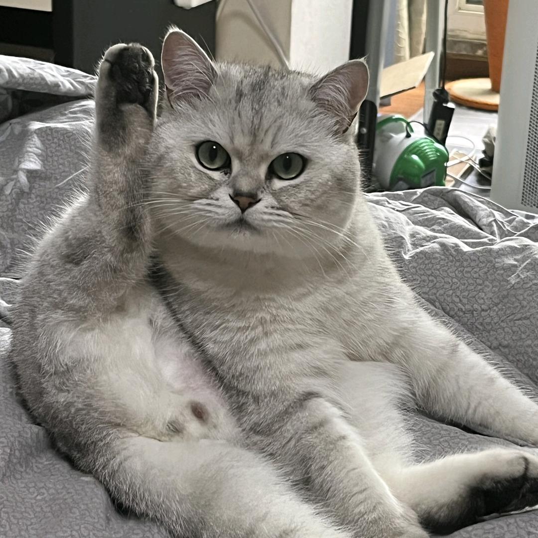 三只猪🐷