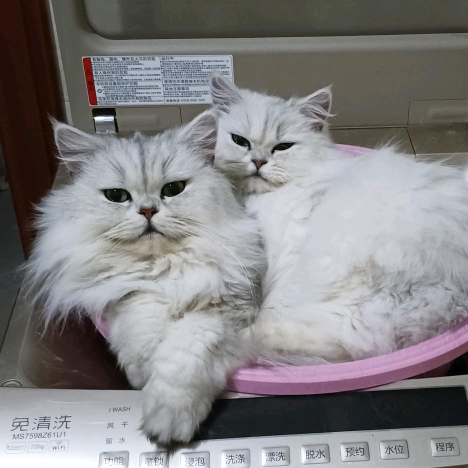 金吉拉猫舍