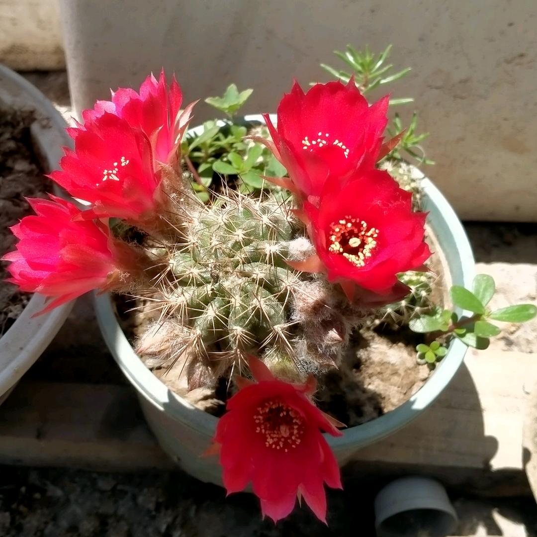 花开花落