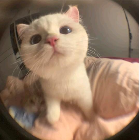 一魚