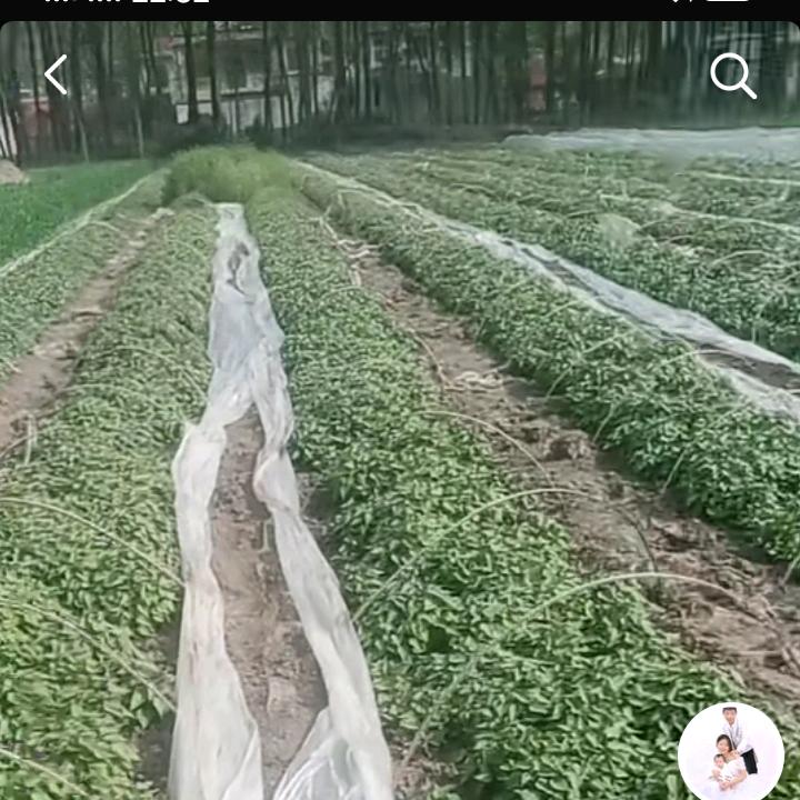 我是霞姐