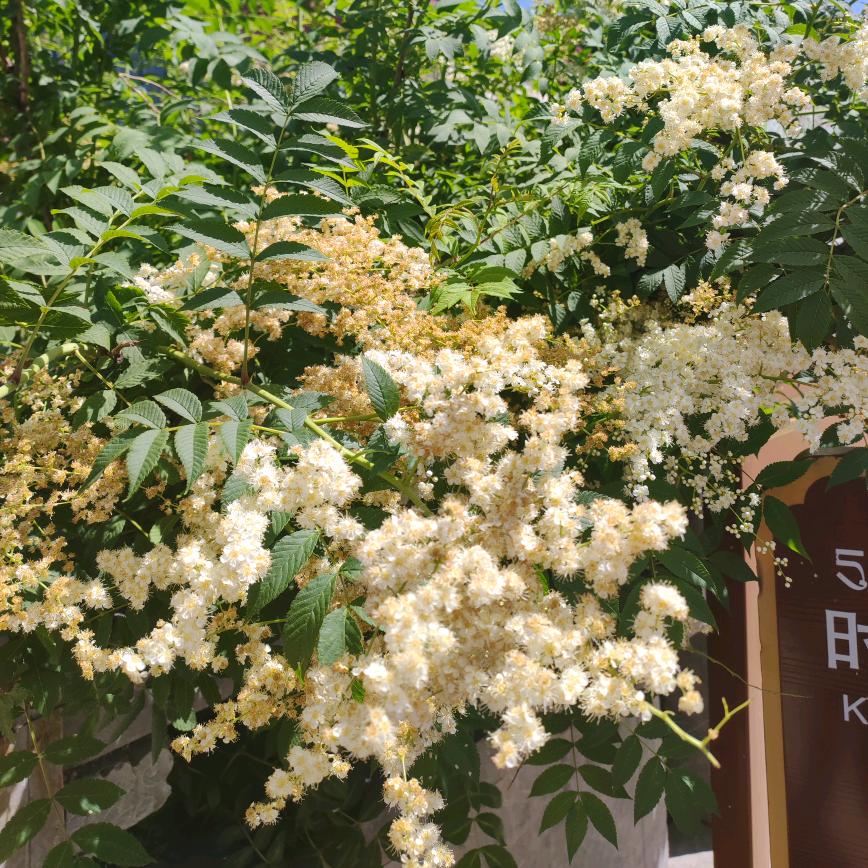 🎠蜜糖雪花儿🌈