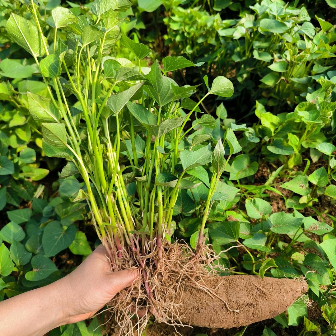 山东茂陈薯苗直供基地