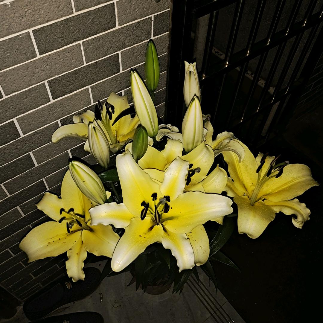 秋天梅花