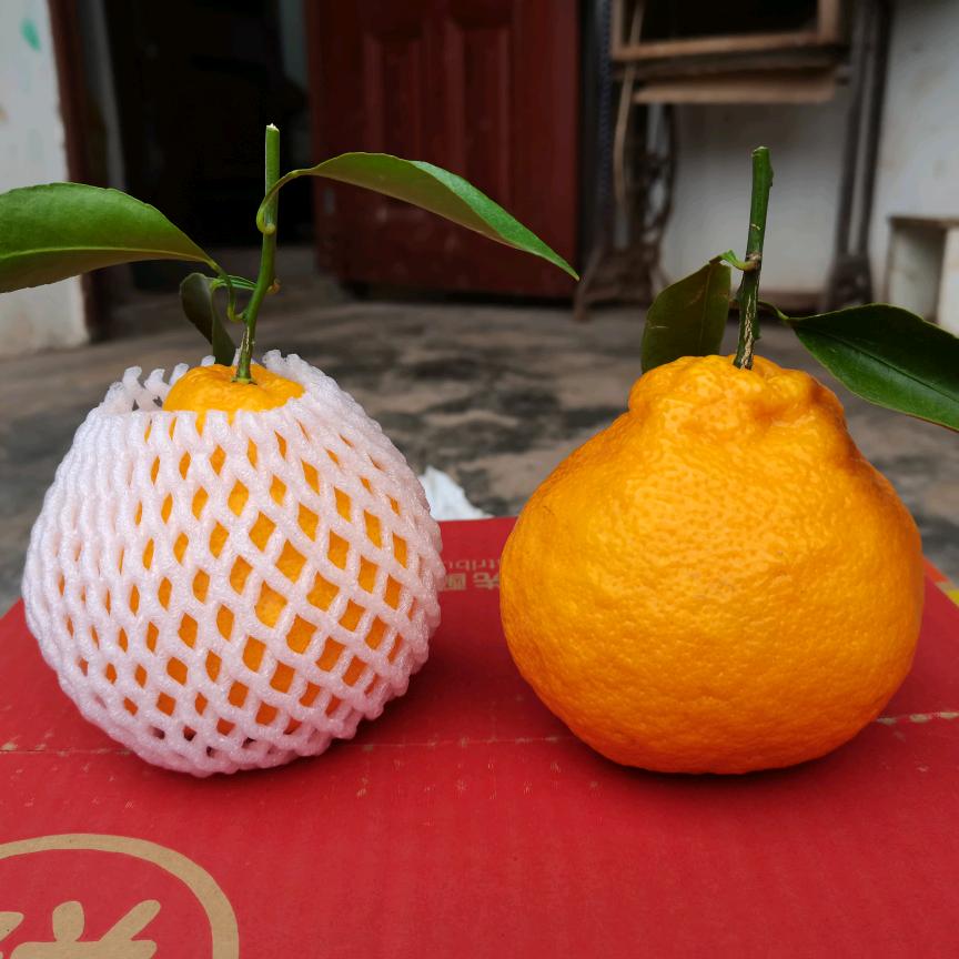 黄姣
