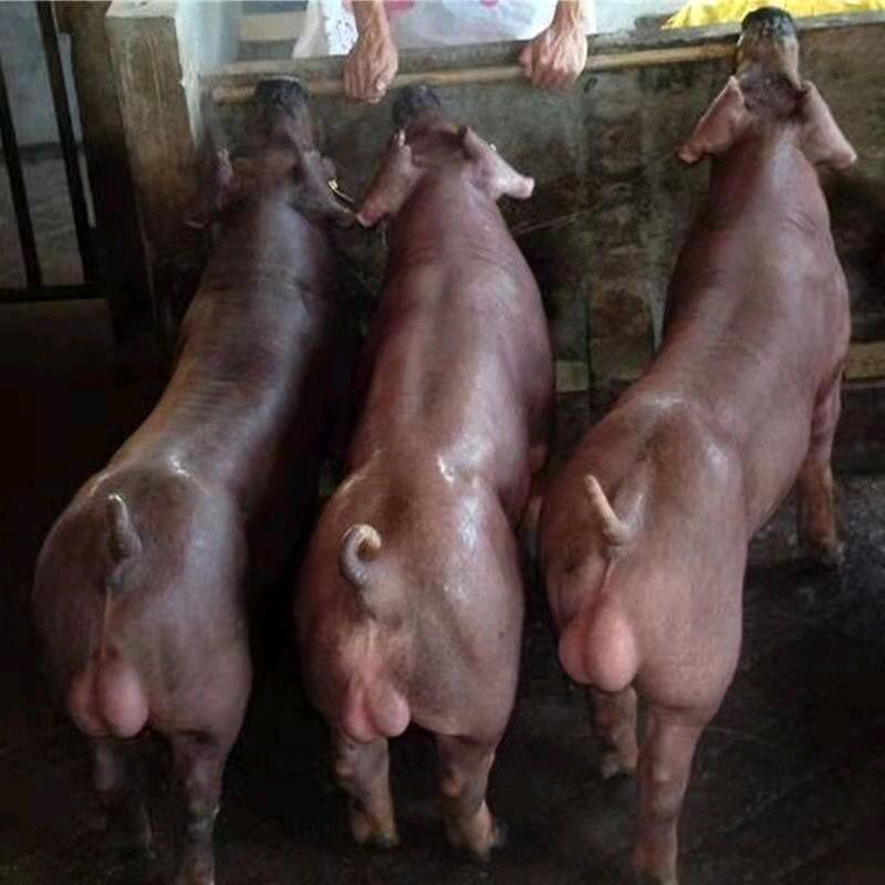 弘达良种猪繁育场