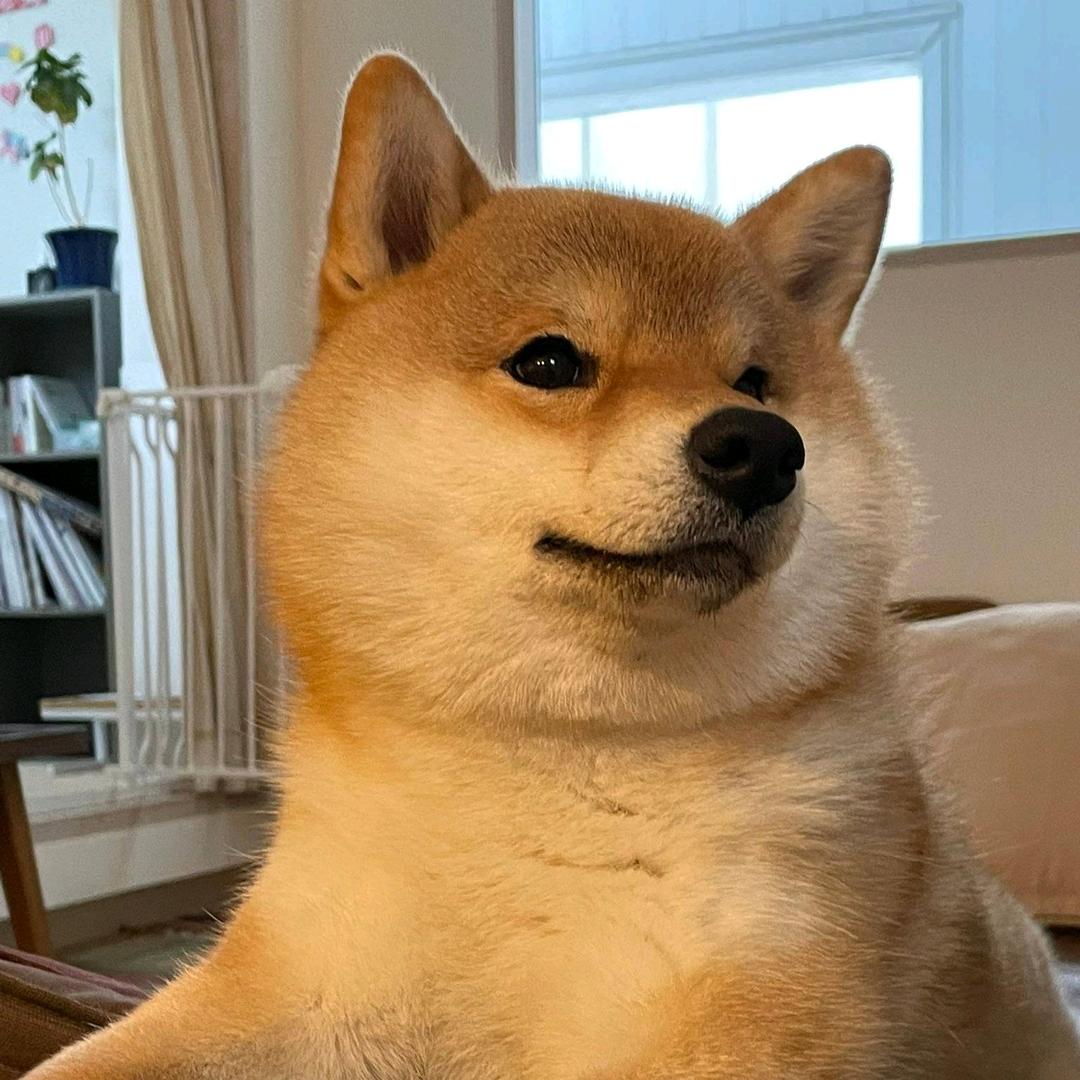 有趣的狗
