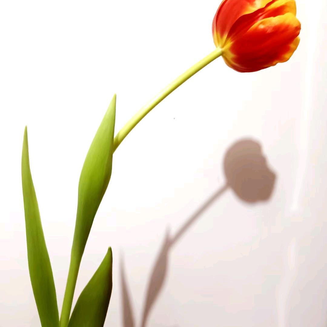 棉树