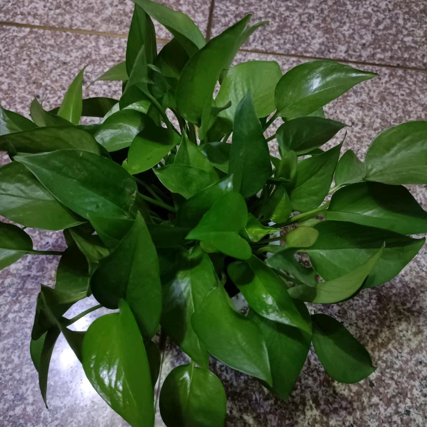 苦行随缘