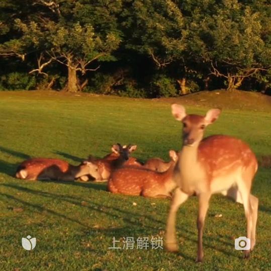 鸿星
