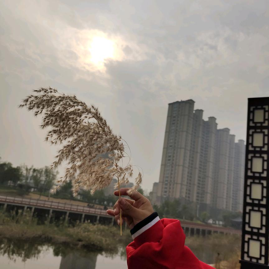 鸿鹄，轻羽头像