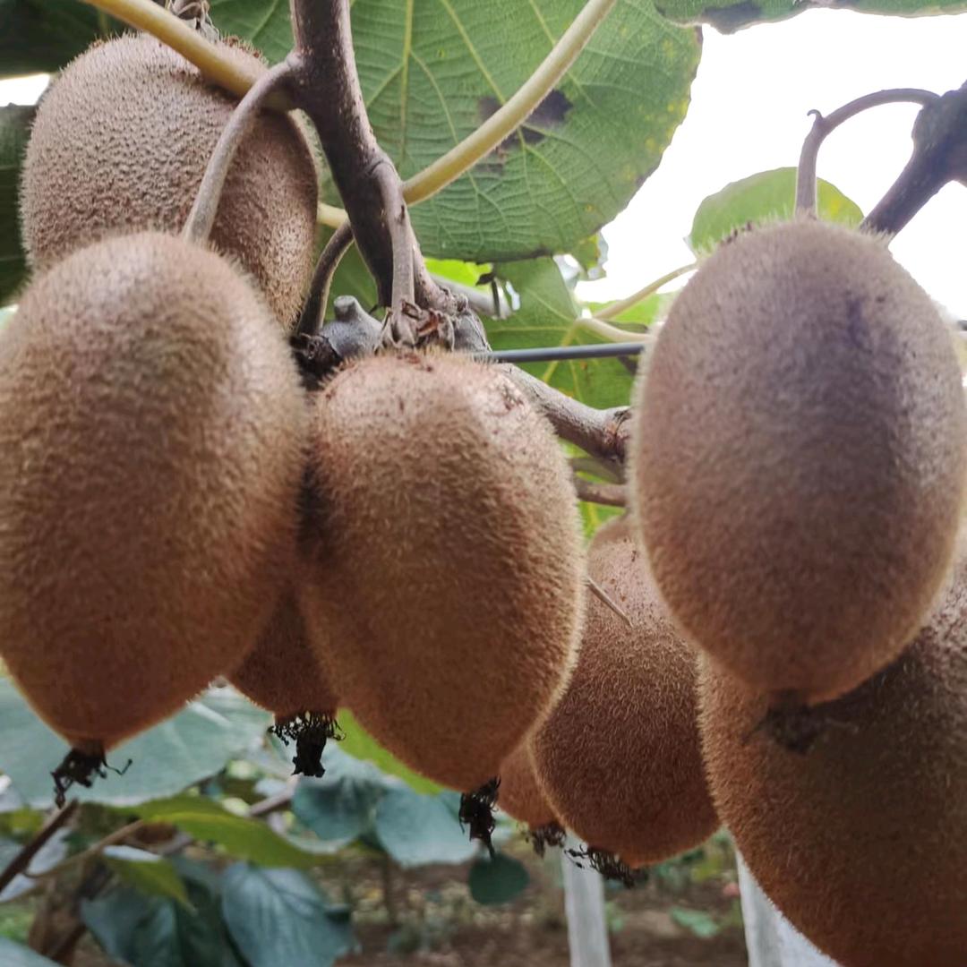 农家翠香猕猴桃姐