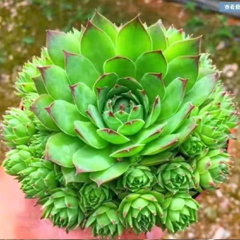 缘分天空