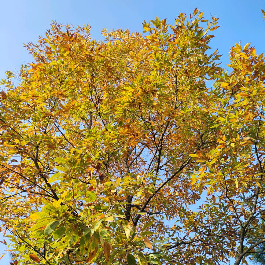 向阳（鼎业装饰）