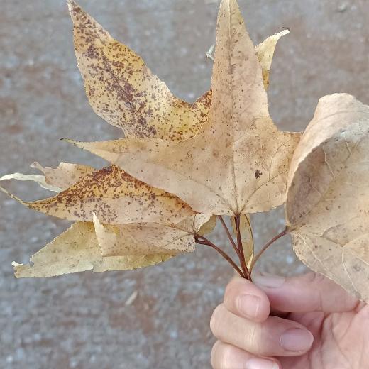 倾城♀凉薄
