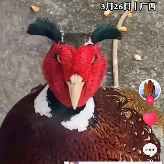 球球球