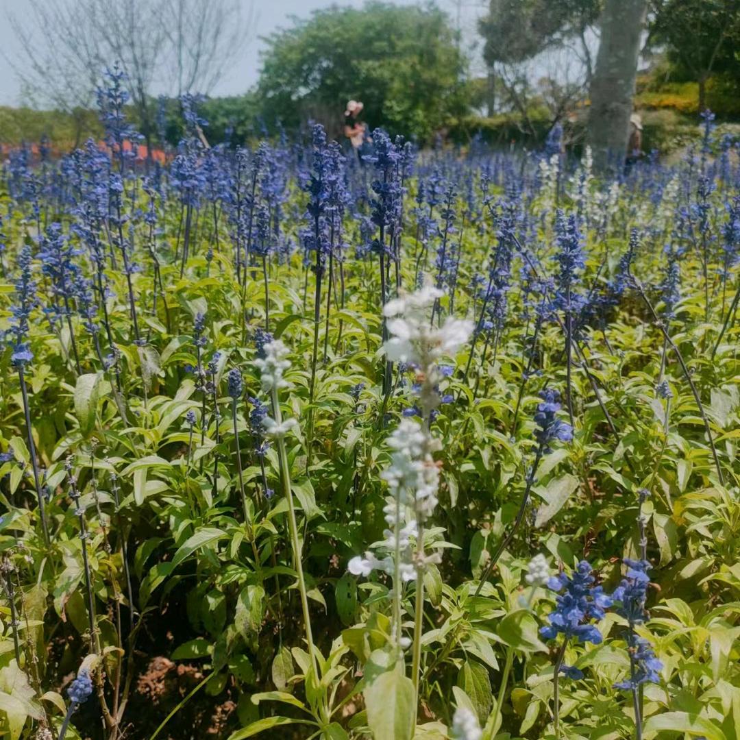 熏衣草