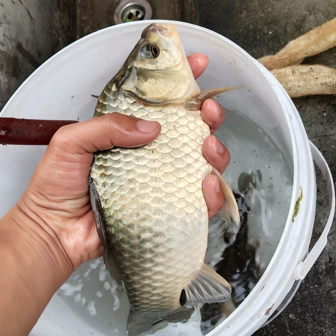 我连我婆娘都不怕