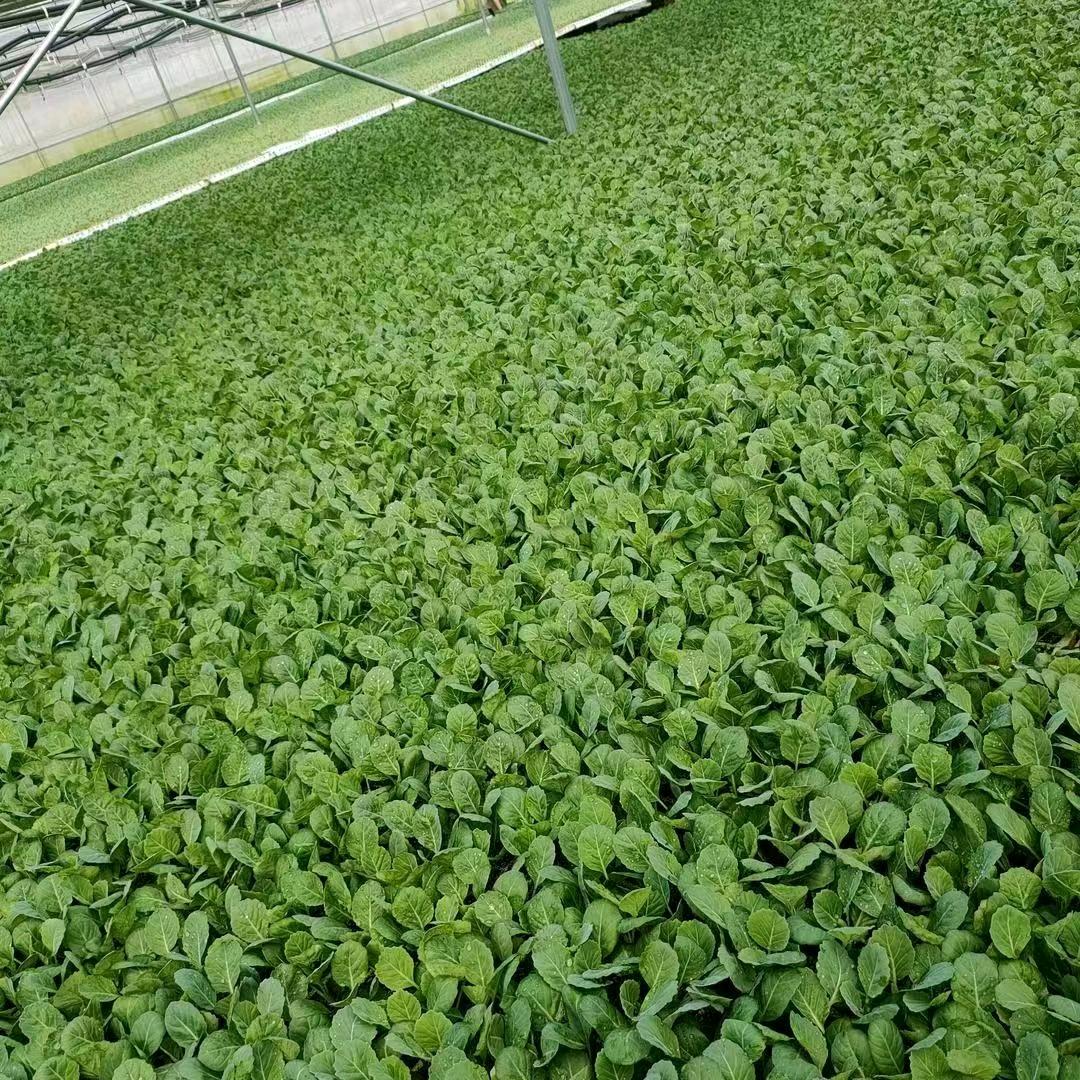 顺利  蔬菜育苗