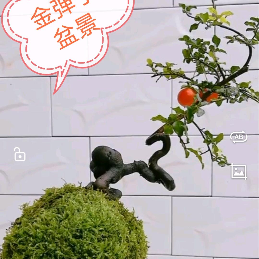 依江瓶兰园艺