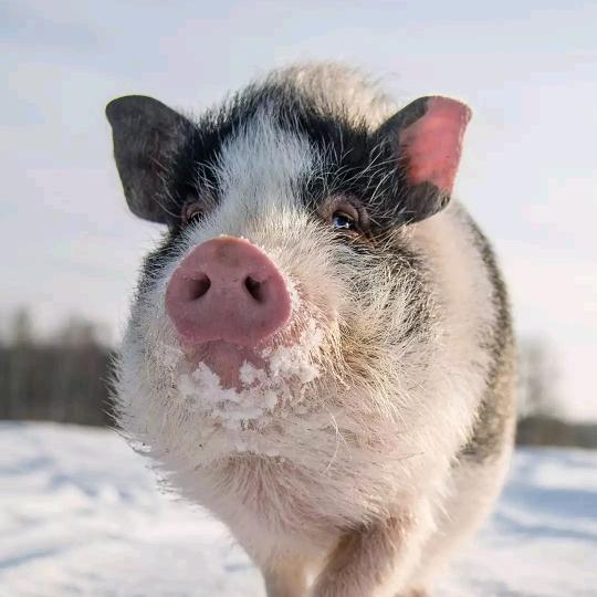 ℳঞ唐榴莲💕 ❧⁵²⁰