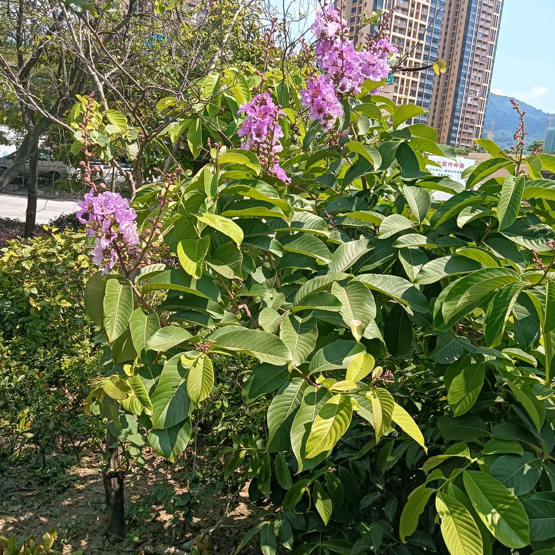 h心想事成