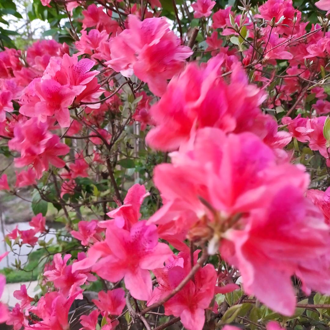 花开富贵🌷