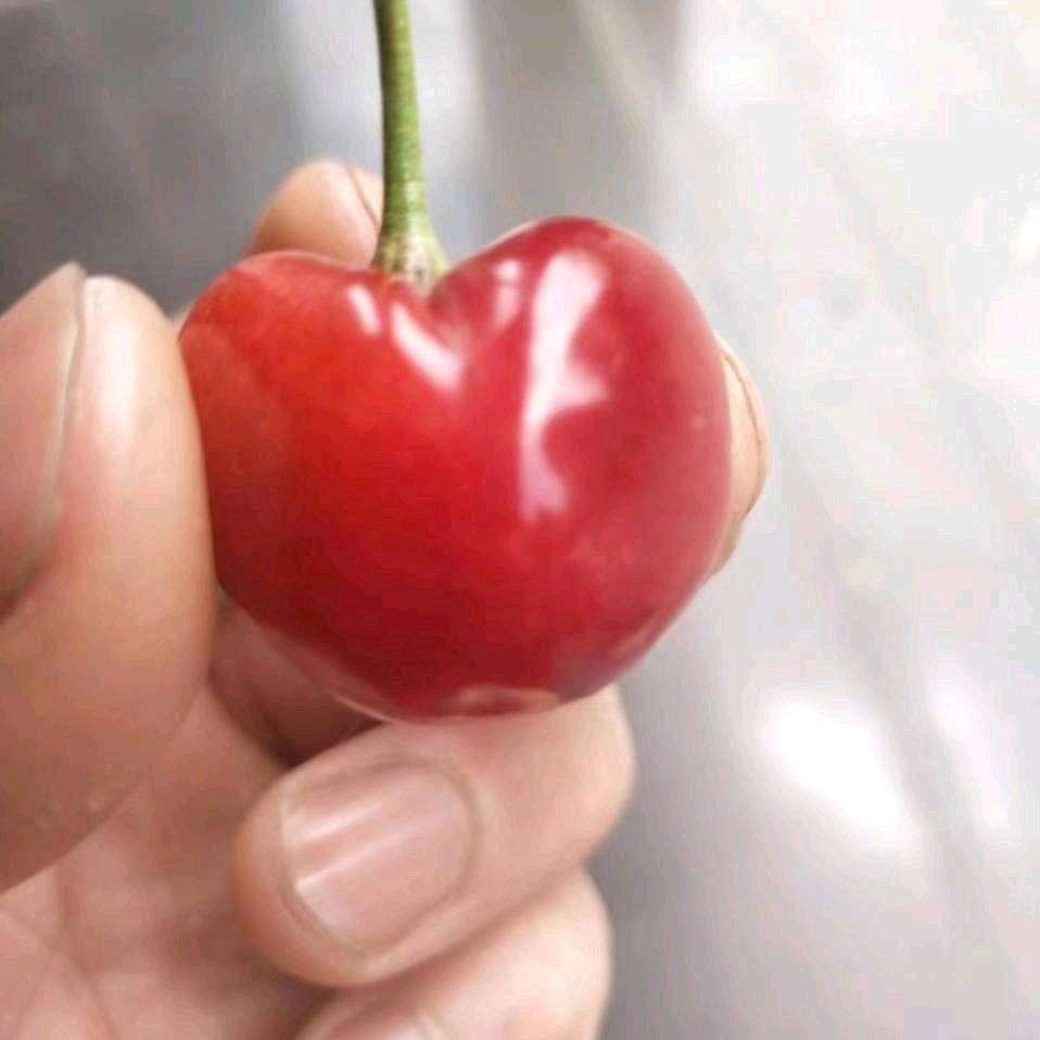 富贵花开