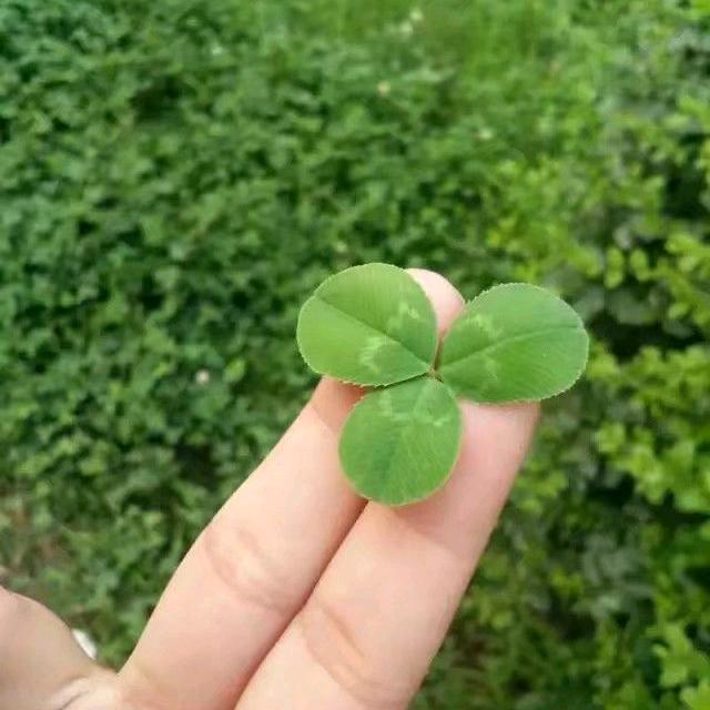 薰衣草