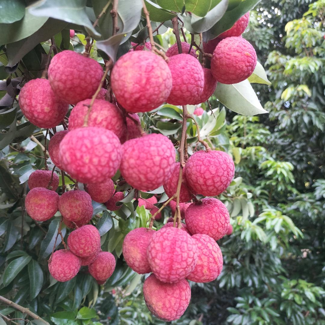 茘枝缘