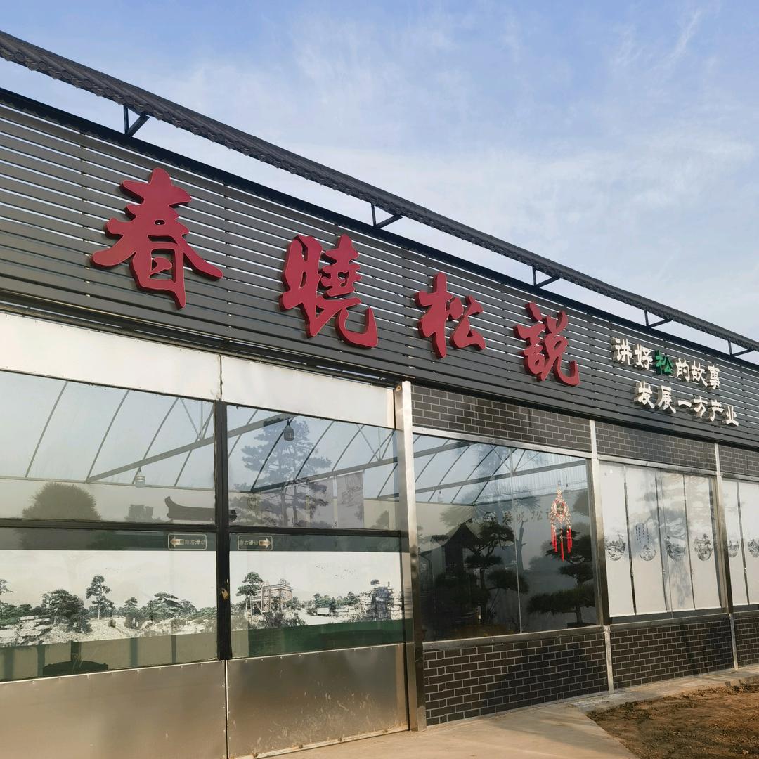 沭派造型黑松