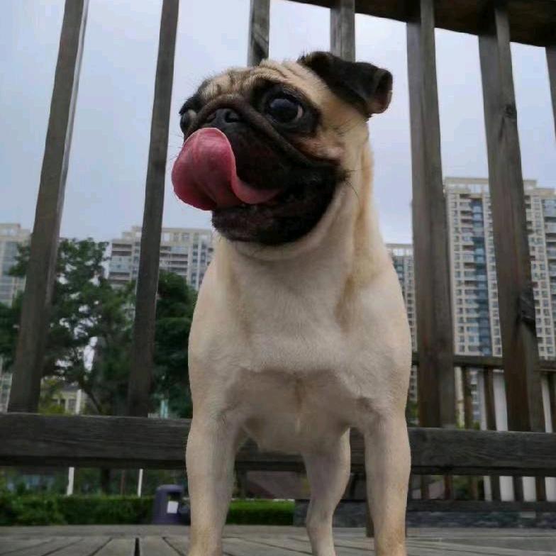 良品鲜客大林子（收徒中。。。）