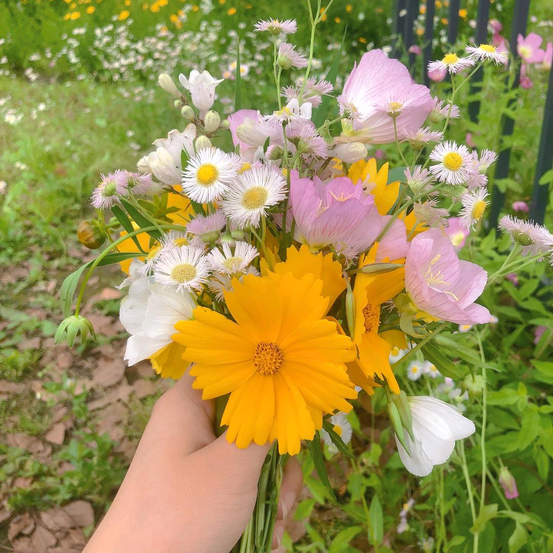 梧桐飘絮定格