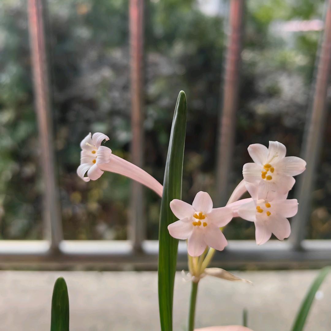 百丽馨
