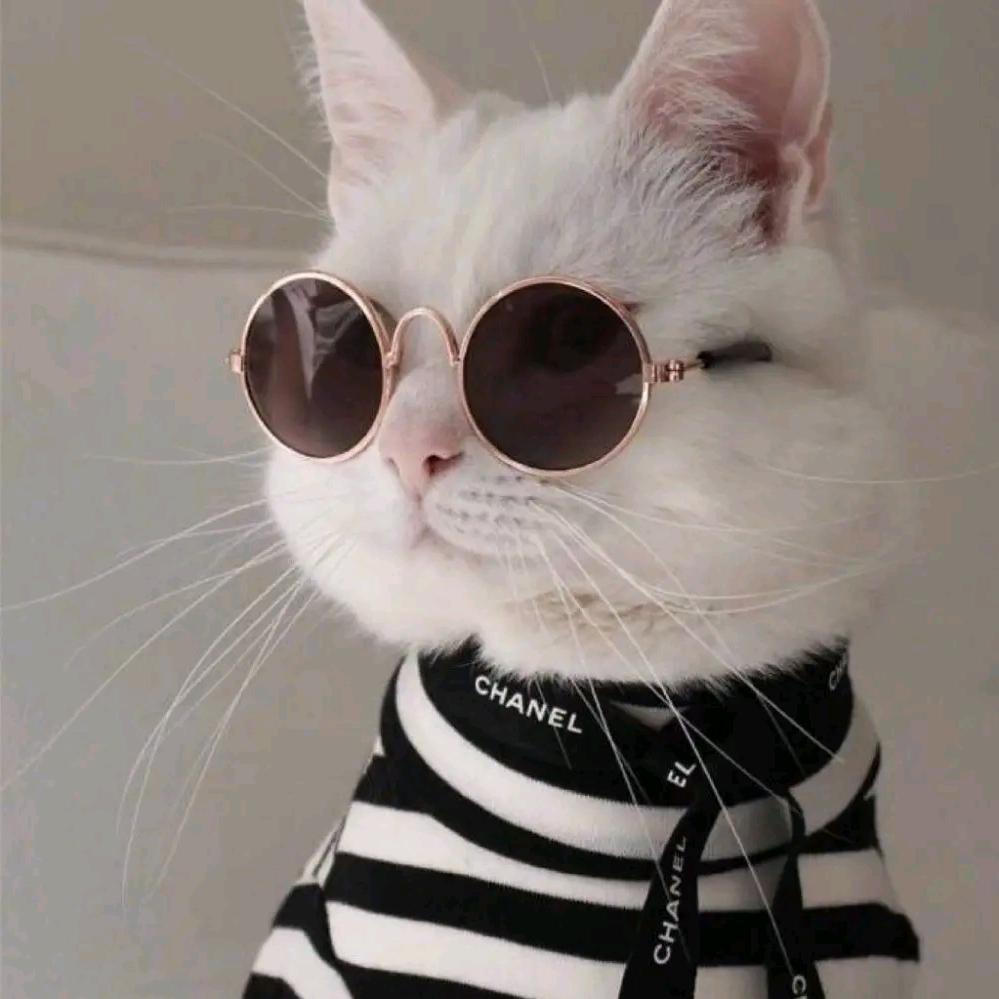 愚!