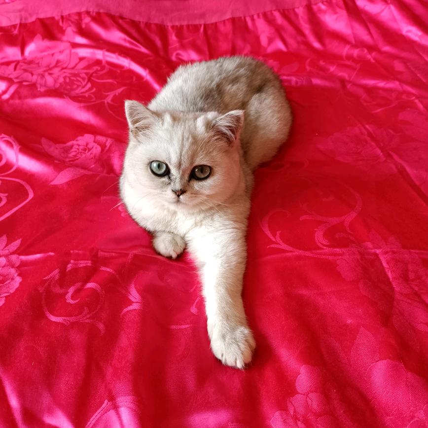 猫咪