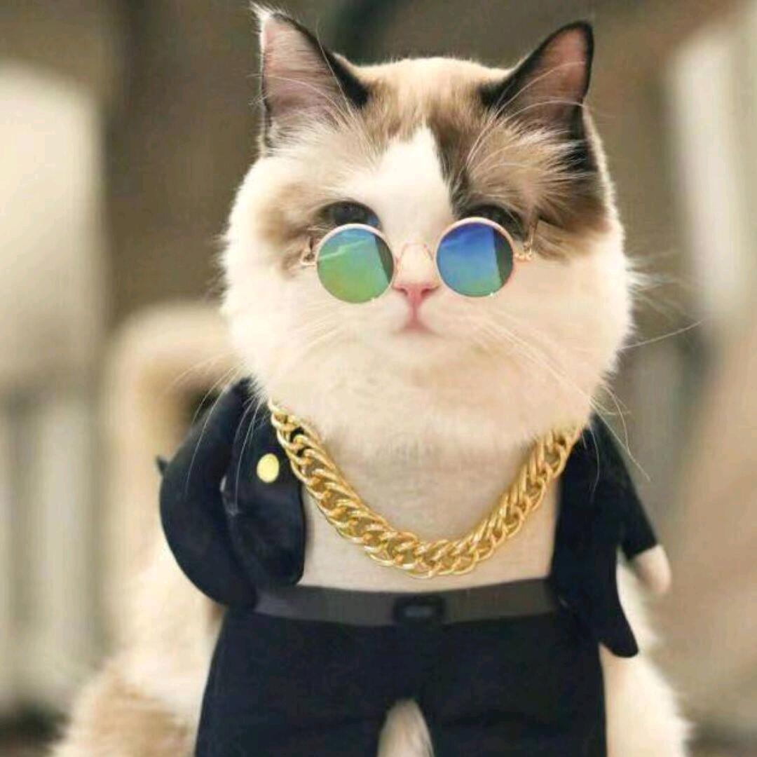 爱干饭的猫猫呀~~