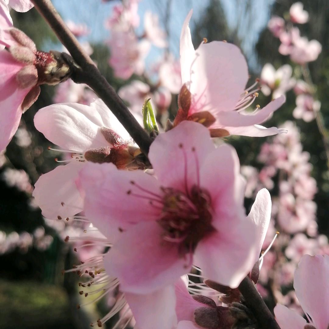樱花🌸的眼泪